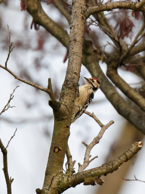 Lesser Spotted Woodpecker (Kleine Bonte Specht)