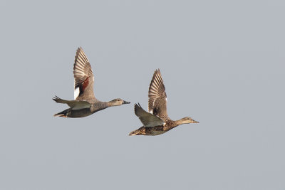 Gadwall (Krakeend)