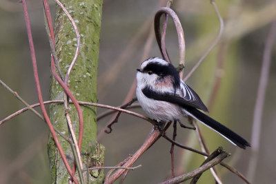 Long-tailed Tit (Staartmees)