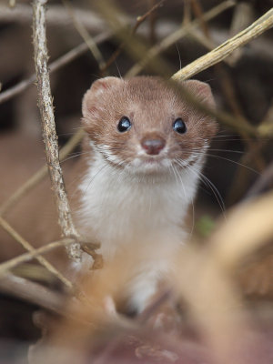 Least Weasel (Wezel)