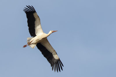 White Stork (Ooievaar)