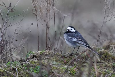 Pied Wagtail (Rouwkwikstaart)