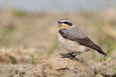 Northern Wheatear (Tapuit)