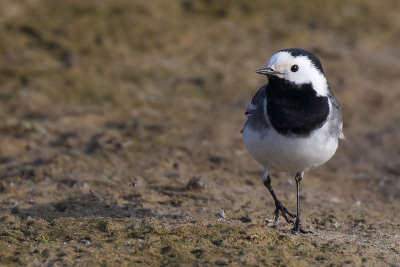 White Wagtail (Witte Kwikstaart)