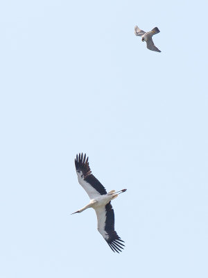 White Stork with Peregrine (Ooievaar met Slechtvalk)