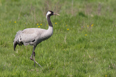 Common Crane (Kraanvogel)
