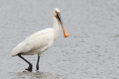 Eurasian Spoonbill (Lepelaar)