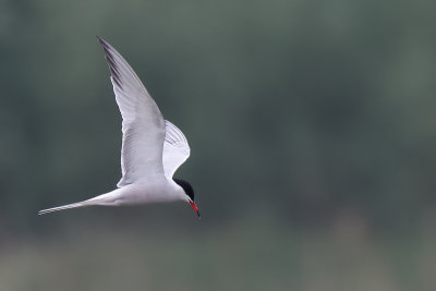 Common Tern (Visdief)