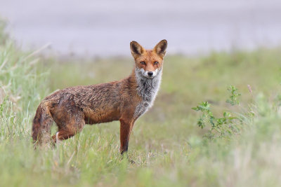 Red Fox (Vos)