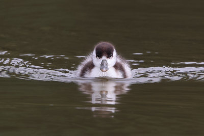 Shelduck (Bergeend)