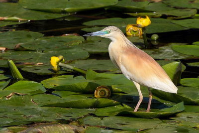 Squacco Heron (Ralreiger)