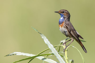 White-spotted bluethroat (Witsterblauwborst)