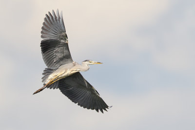 Grey Heron (Blauwe Reiger)