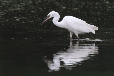 Little Egret (Kleine Zilverreiger)