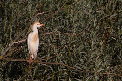 Cattle Egret (Koereiger)