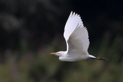 Cattle Egret (Koereiger)