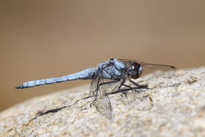 Southern Skimmer (Zuidelijke Oeverlibel)