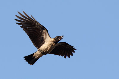 Hooded Crow (Bonte Kraai)
