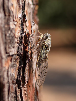 Cicada orni (Kraakcicade)