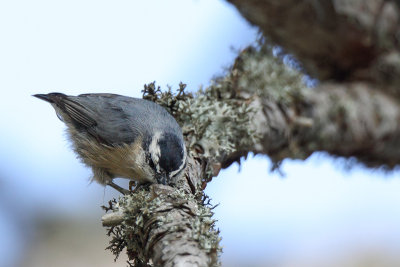 Corsican Nuthatch (Corsicaanse Boomklever)