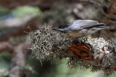 Corsican Nuthatch (Corsicaanse Boomklever)