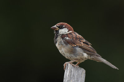 Italian Sparrow (Italiaanse Mus)