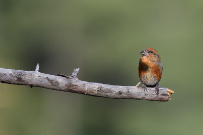 Red Crosbill (Kruisbek)