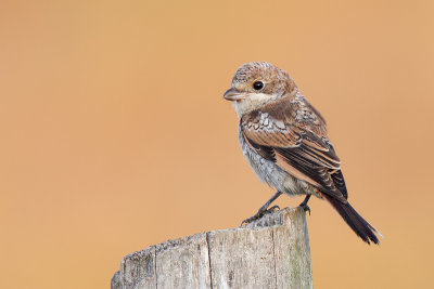 Balearic Woodchat Shrike (Balearische Roodkopklauwier)