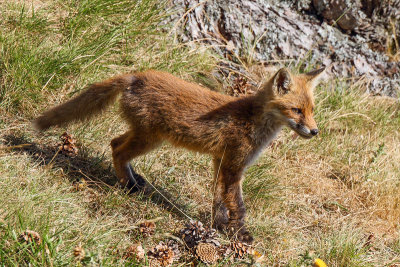 Red Fox (Vos)
