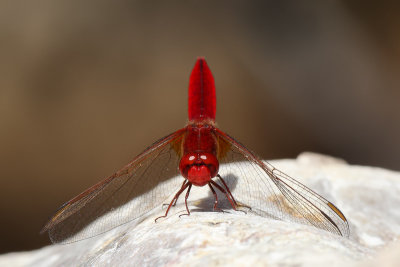 Scarlet Dragonfly (Vuurlibel)