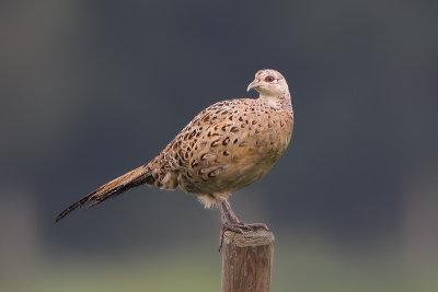 Common Pheasant (Fazant)