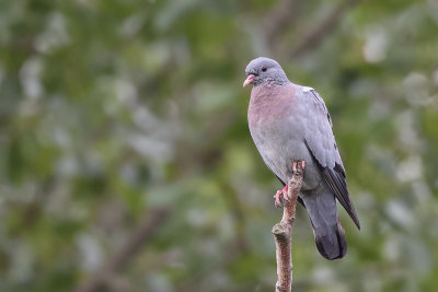 Stock Dove (Holenduif)