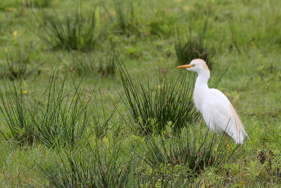 Cattle Egret (Koereiger)