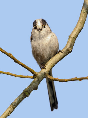 Long-tailed Tit (Staartmees)