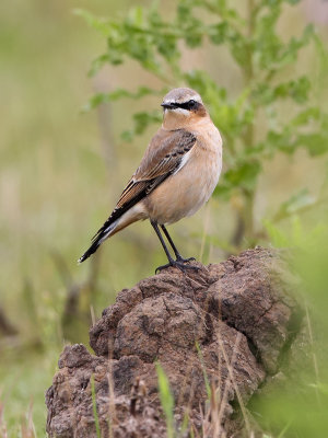 Northern Wheatear (Tapuit)