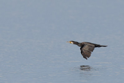 Great Cormorant (Aalscholver)