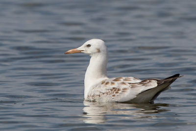 Slender-billed Gull (Dunbekmeeuw)