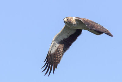 Booted Eagle (Dwergarend)