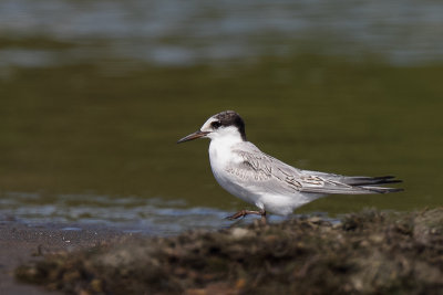Little Tern (Dwergstern)