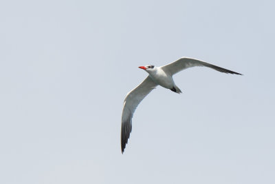 Caspian Tern (Reuzenstern)