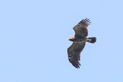 Lesser Spotted Eagle (Schreeuwarend)