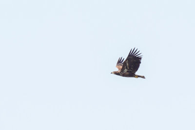 White-tailed Eagle (Zeearend)