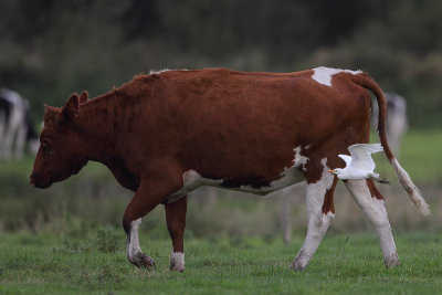 Cattle Egret (Koereiger)