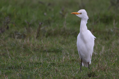 Cattle Egret (Koereiger)