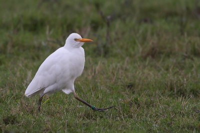 Cattle Egret (Koereiger)