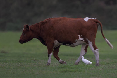 Cattle Egret (Koereiger)