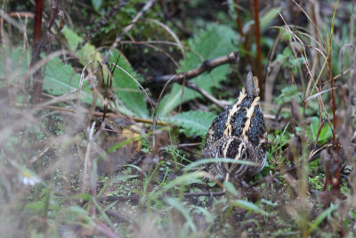 Jack Snipe (Bokje)