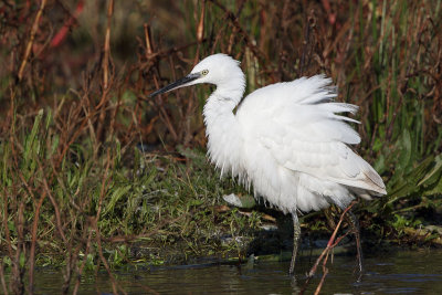 Little Egret (Kleine Zilverreiger)