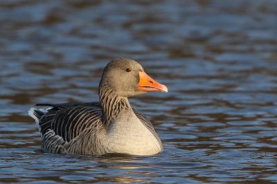 Greylag Goose (Grauwe Gans)