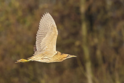 Great Bittern (Roerdomp)